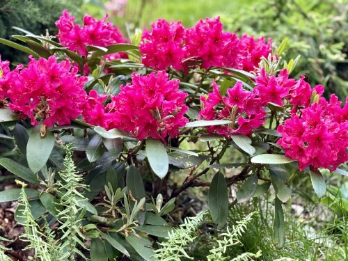Rhododendron Neon Kiss 2025