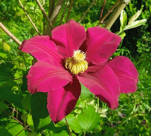 red clem 1 6