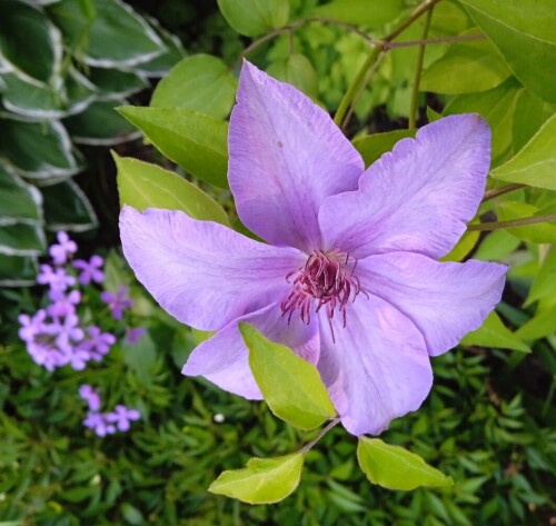 lilac blue #5