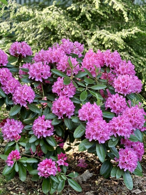 Rhododendron Haaga 2025