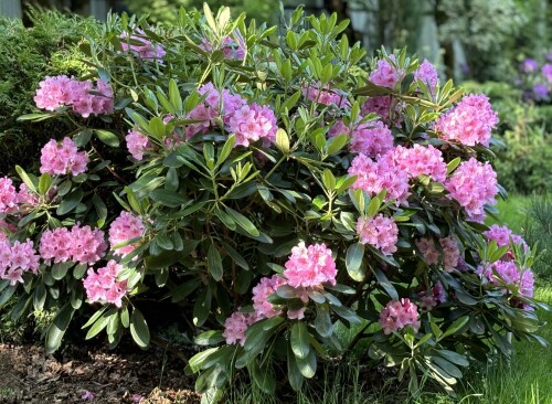 Rhododendron Helsinki University 2025