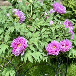 IMG_8791f7db23ef481b6281