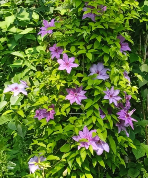 Clem 5 Jun 3