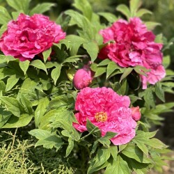 IMG_8838957b98cdc3a537b8