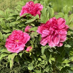 IMG_88396ec4d1c38ed53ac9