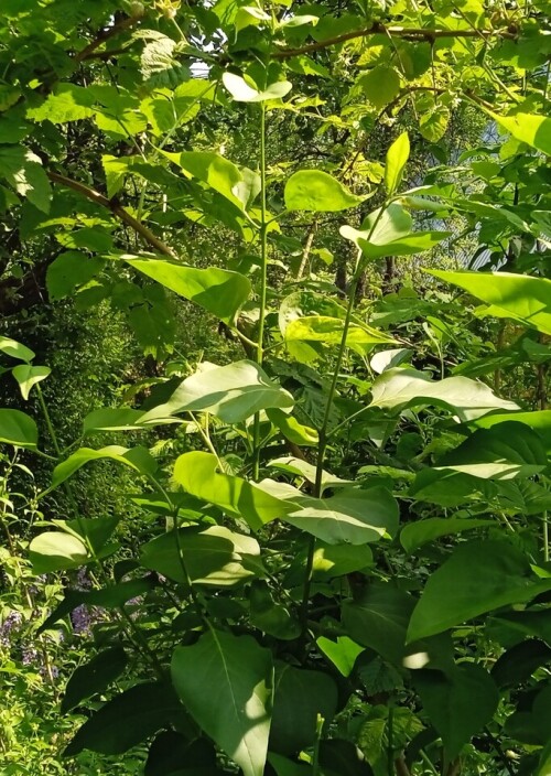 lilac grafting 5 jun