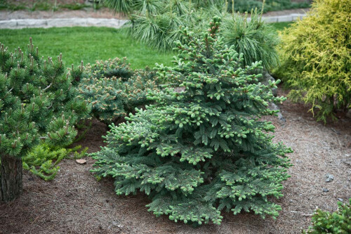 16_0-Picea-Pungens-W0b4050faafad8a76.jpg