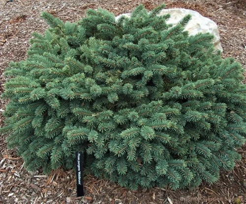 Picea-pungens-Waldbr.jpg256f129357f35e9d.webp