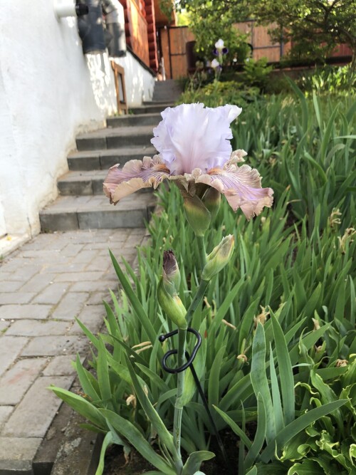 IMG 0528