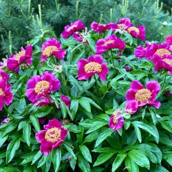 IMG_8897b3bd05cebc812fbb