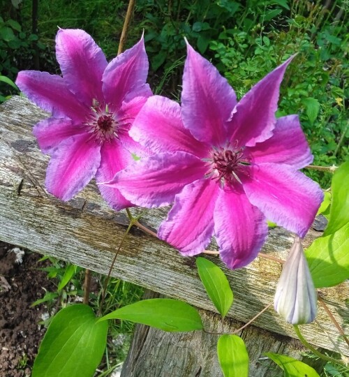 bright Clem seedling 8 6