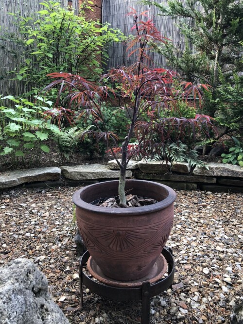 IMG 0625