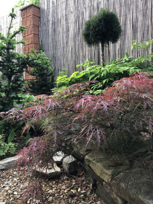 IMG 0626