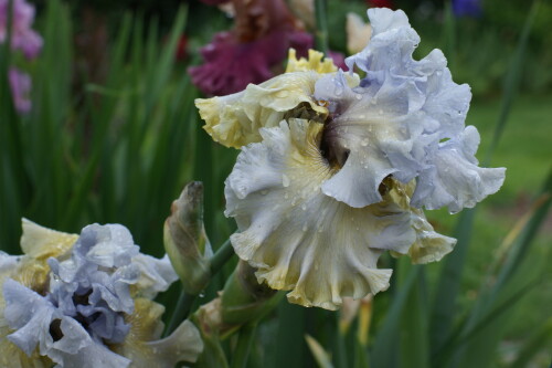 SONY DSC