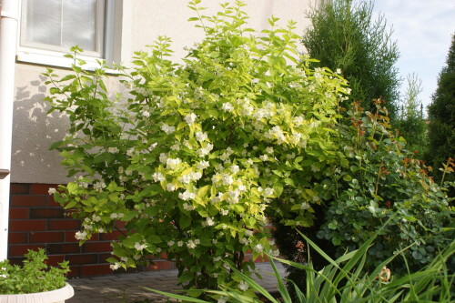 SONY DSC