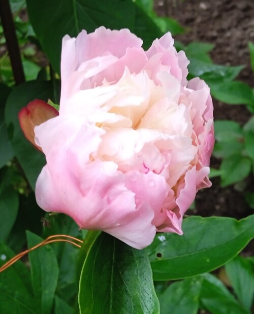 mme-calot-19-june3faa85a38538f4c.jpg