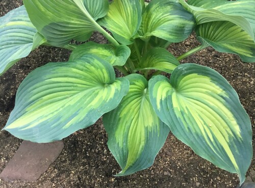 Hostarus-Seedling-XL-streaked70188f18950b2dfe.jpg