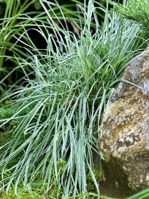 Arrhenatherum bulbosum Variegatum