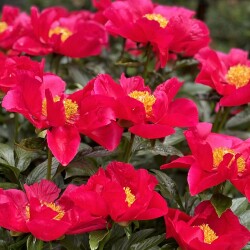 IMG_9320561797a989abeec1
