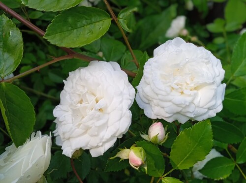 D-white-seedling-26-jun2cfa635cf4572d05.jpg