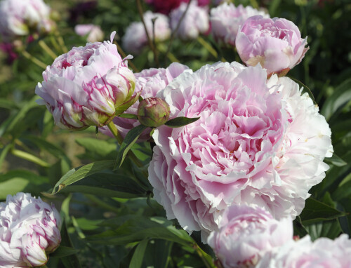 sarah bernhardt 2 small