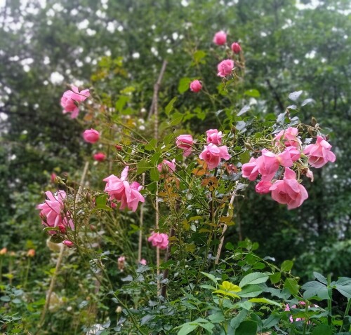 noack-rose0a3733158891d710.jpg