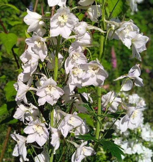 white-delf-2820ce6102a6b1e59.jpg