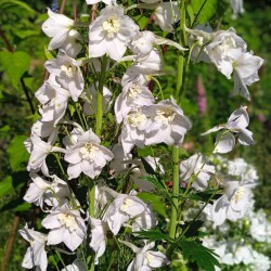 white-delf-2820ce6102a6b1e59