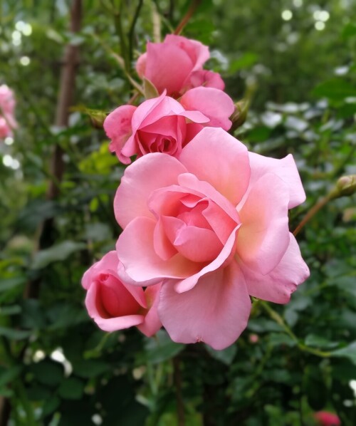 vinesse 2 4 jul