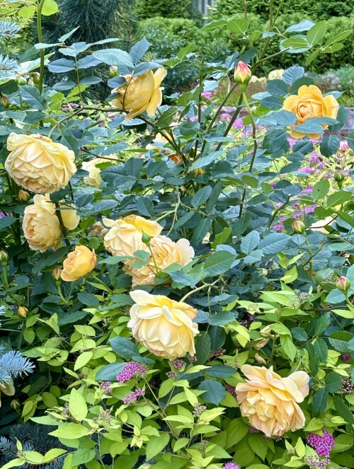 IMG_9745fb0ae9c0a2cbfc28.jpg