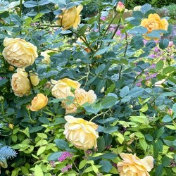 IMG_9745fb0ae9c0a2cbfc28