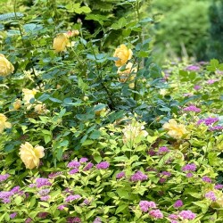 IMG_97465260f1fbcc4ad2b1