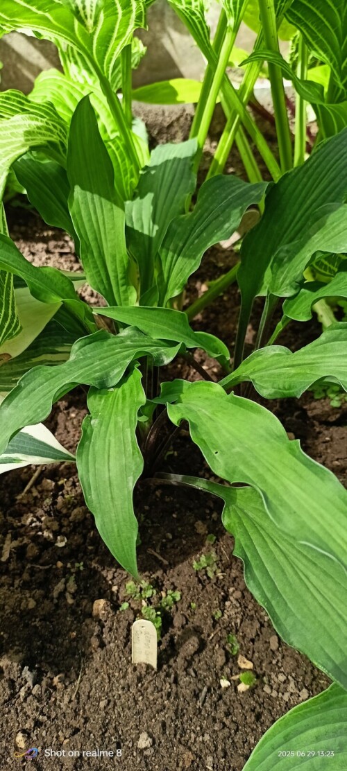 Zucchini-Fries72e03b7c40bf1a83.jpg