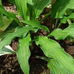 Zucchini-Fries72e03b7c40bf1a83