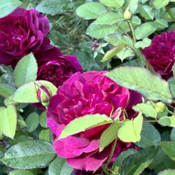 IMG_982023490191480dc8f1