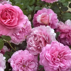 IMG_990725ea9db6ab76482a