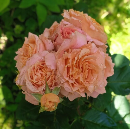 Vivienne 2 17 jul
