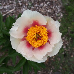 Athena-223611c1ca1781b60