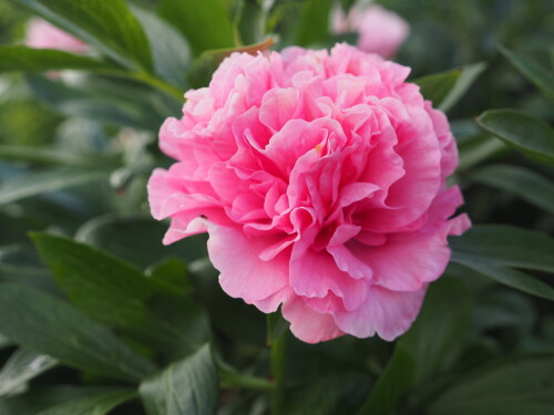 Carnation-Bouquet12adb241f869f19882.jpg