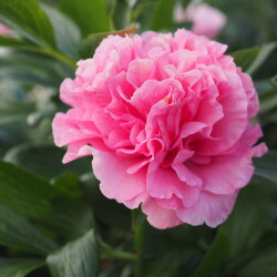 Carnation-Bouquet12adb241f869f19882