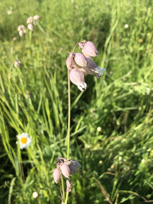   (Silene latifolia)    