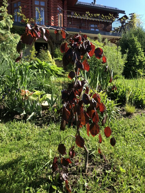  atropurpurea pendula