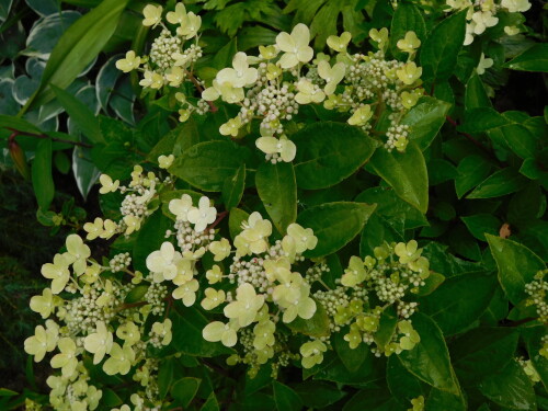 DSCN0956