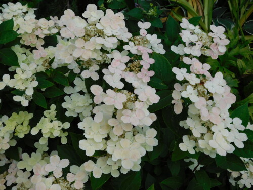 DSCN1140