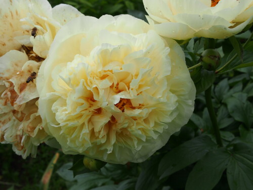 Lemon-Chiffon-27c5fc411ea334580.jpg