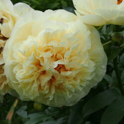 Lemon-Chiffon-27c5fc411ea334580