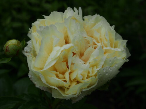 Lemon-Chiffon28d600bede2f587d.jpg