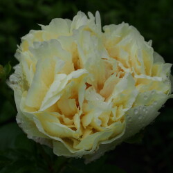 Lemon-Chiffon28d600bede2f587d