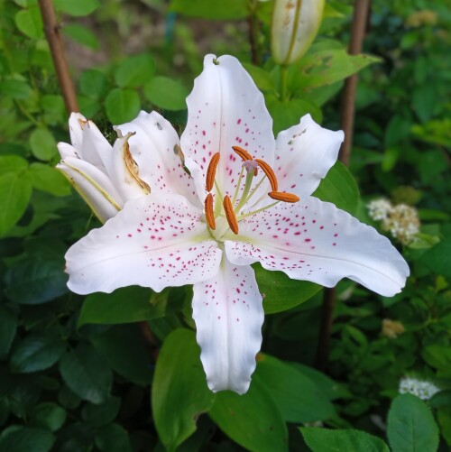 eastern lily 28 jul