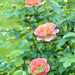 IMG_00698ab7770cd9148411
